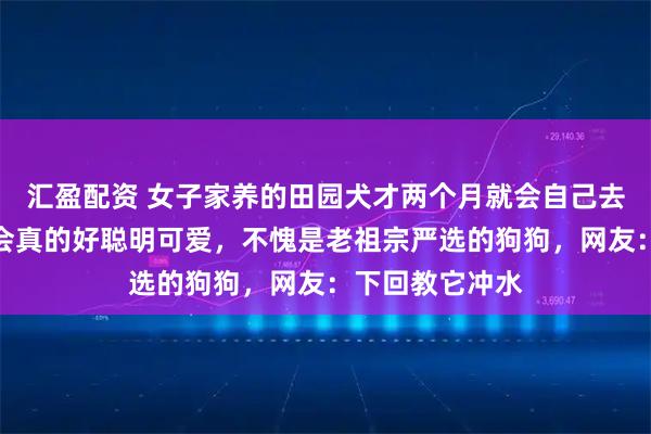 汇盈配资 女子家养的田园犬才两个月就会自己去厕所，一教就会真的好聪明可爱，不愧是老祖宗严选的狗狗，网友：下回教它冲水